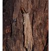 View the image: Saunder's case moth in cocoon
Olympus E-30