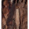 View the image: Saunder's case moth in cocoon
Olympus E-30