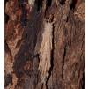 View the image: Saunder's case moth in cocoon
Olympus E-30