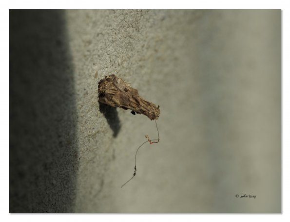 Olympus OM-D E-M1 MkII MILC