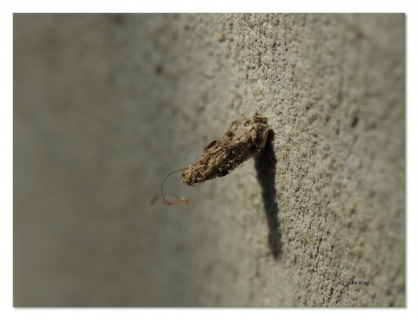 Olympus OM-D E-M1 MkII MILC