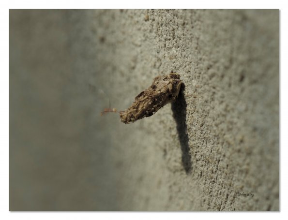 Olympus OM-D E-M1 MkII MILC