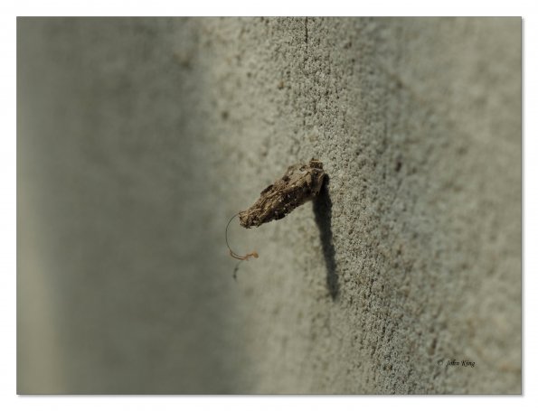 Olympus OM-D E-M1 MkII MILC