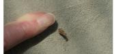 View the Album: Case_moth
 22 images
