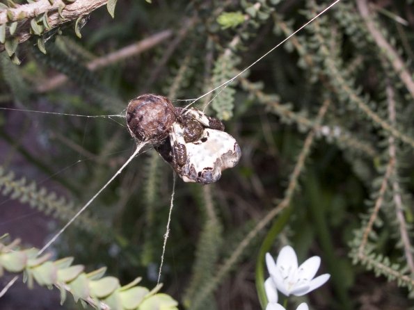 Spider in Garden Codrington St Sandringham