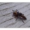View the image: Olympus E-30