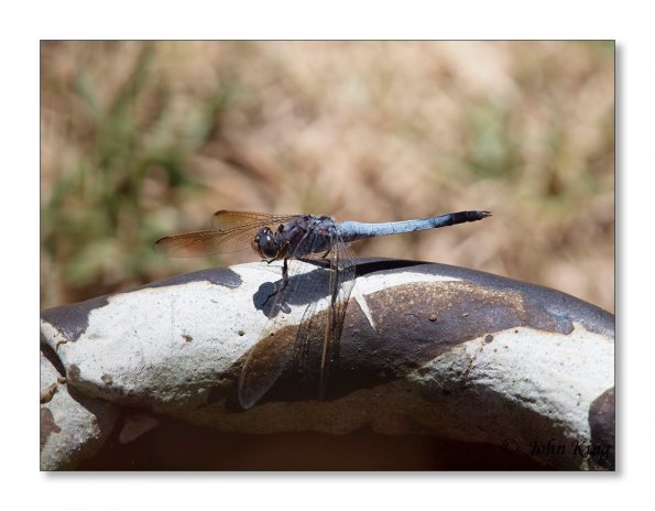 Blue dasher dragonfly with black tail
Olympus E-30