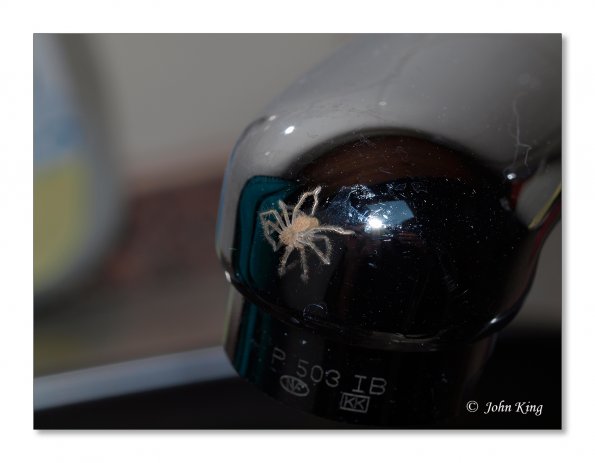 A spider on a tap
Olympus E-30