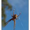 View the image: Olympus E-30