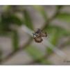 View the image: Olympus E-30