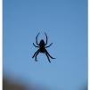 View the image: Olympus OM-D E-M1 MkII MILC