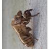 View the image: Olympus OM-D E-M1 MkII MILC