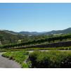 View the image: Tarrawarra Art Gallery & Winery - Buildings  & Surrounds
