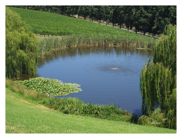 Tarrawarra Art Gallery & Winery - Buildings  & Surrounds