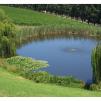 View the image: Tarrawarra Art Gallery & Winery - Buildings  & Surrounds