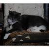 View the image: OLYMPUS DIGITAL CAMERA