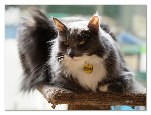Bopsey Cat