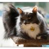 View the image: Bopsey Cat