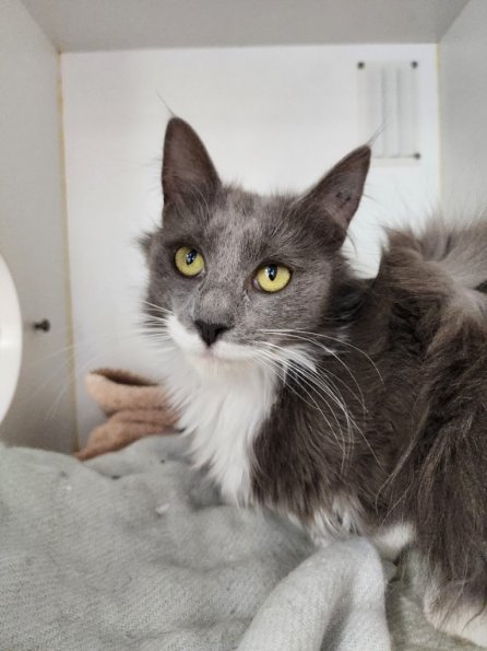 bopsey-pic