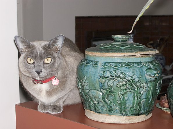 Rosa & Oriental Jar (Sharpened)