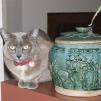 View the image: Rosa & Oriental Jar (Sharpened)