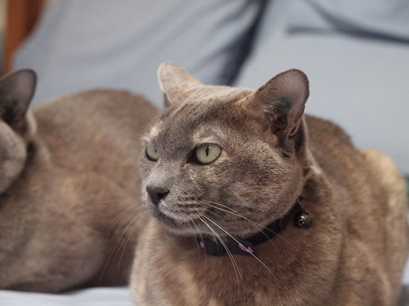 Lizzie