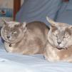 View the image: Lizzie & Rosa