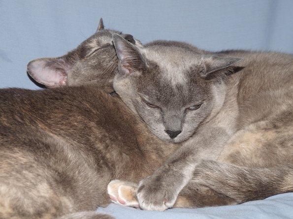 Lizzie & Rosa