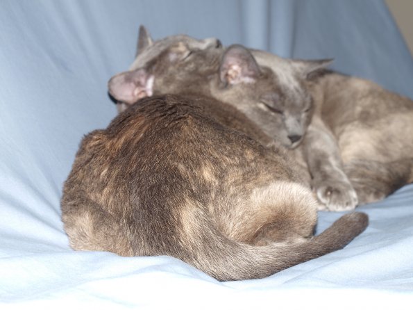 Lizzie & Rosa