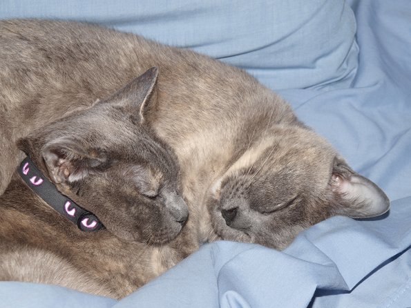 Lizzie & Rosa