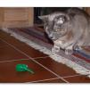 View the image: Olympus E-30