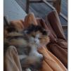 View the image: Olympus E-30