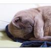 View the image: Olympus E-30