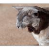 View the image: Olympus E-30