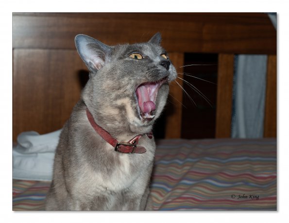 Rosa yawning