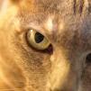 View the image: Lovely Lizzie