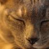 View the image: Lovely Lizzie