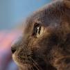 View the image: Lovely Lizzie