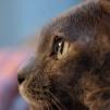 View the image: Lovely Lizzie