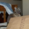 View the image: Lizzie Christmas Day 2009