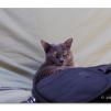 View the image: Olympus OM-D E-M1 MILC