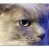 View the image: Olympus OM-D E-M1 MILC