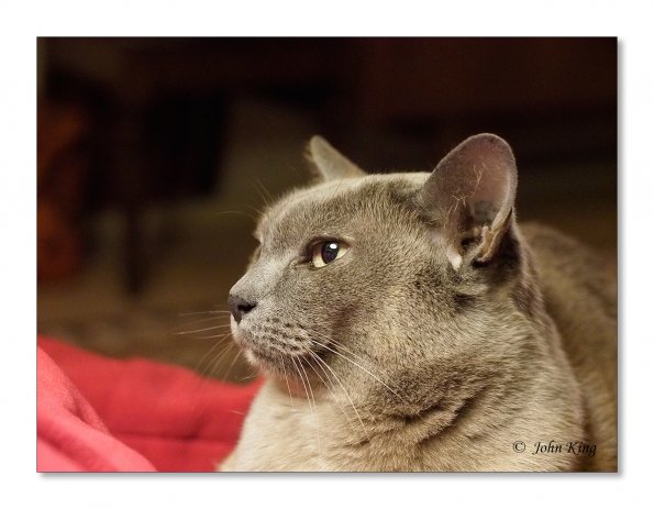 Olympus OM-D E-M1 MILC