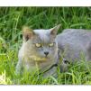 View the image: Olympus OM-D E-M1 MILC