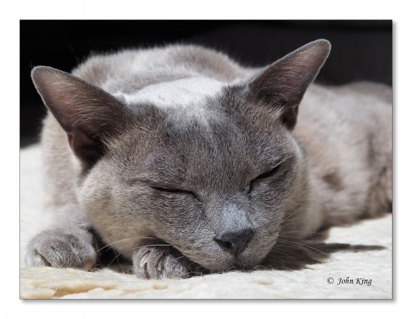 Olympus OM-D E-M1 MILC
