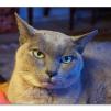 View the image: Olympus OM-D E-M1 MILC