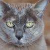 View the image: Olympus OM-D E-M1 MILC