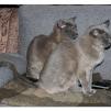 View the image: Rosa & Lizzie