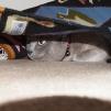 View the image: Rosa under Peruvian runner rug