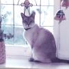 View the image: Twinky on window sill